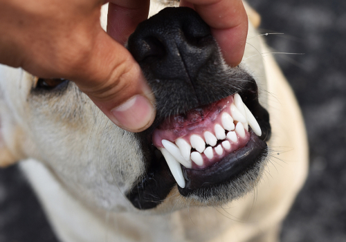 DentalPaws спаси деня на моето куче